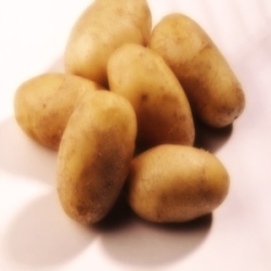 Pomme de terre